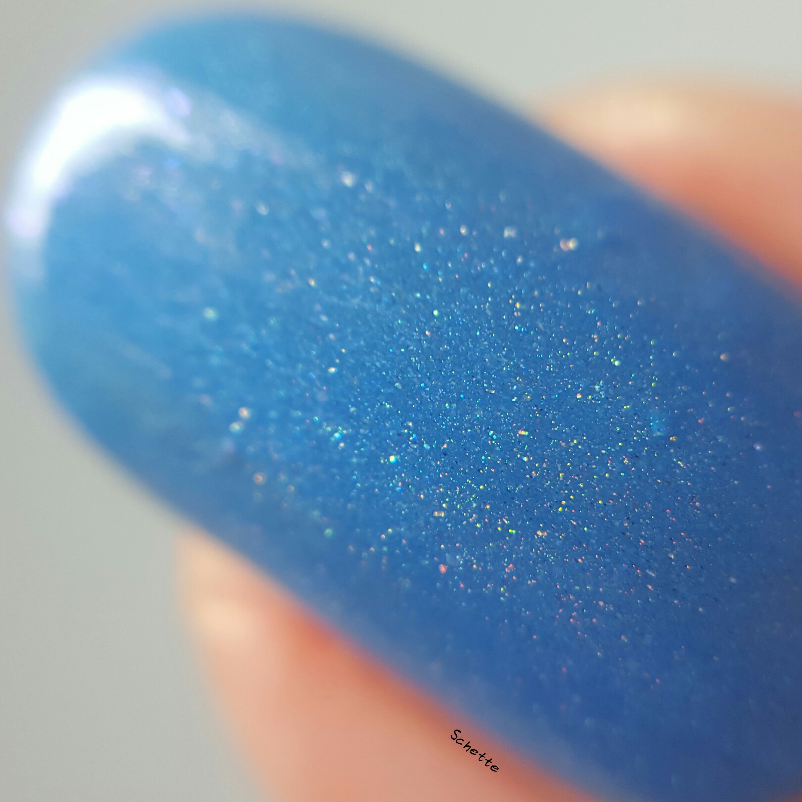 Eat Sleep Polish : Perry the Parokeet